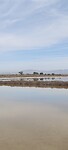 De Flamingo's in de Salina de Santa Pola