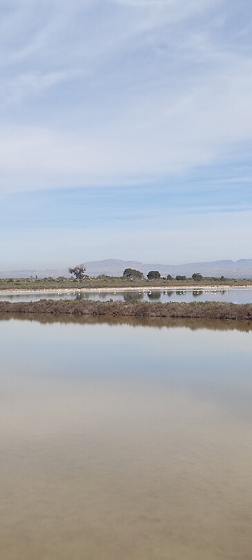 De Flamingo's in de Salina de Santa Pola
