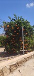 Sinaasappelbomen