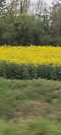 Koolzaad veld 😍