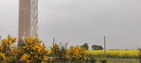 Koolzaad veld