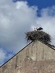 Ooievaars nest midden in de stad. De jongen zijn helaas niet goed te zien.