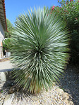 Mooie plant