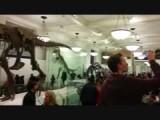 American museum of natural history