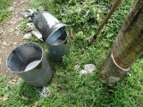Latex, vers van de boom