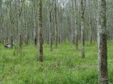 Latex bomen