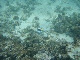 Onder water