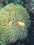 Nemo!