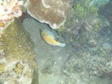 Stonefish