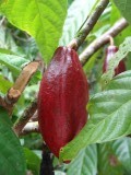 Cacaovrucht