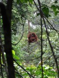 Onze eerste wilde Orang-Oetans gespot!