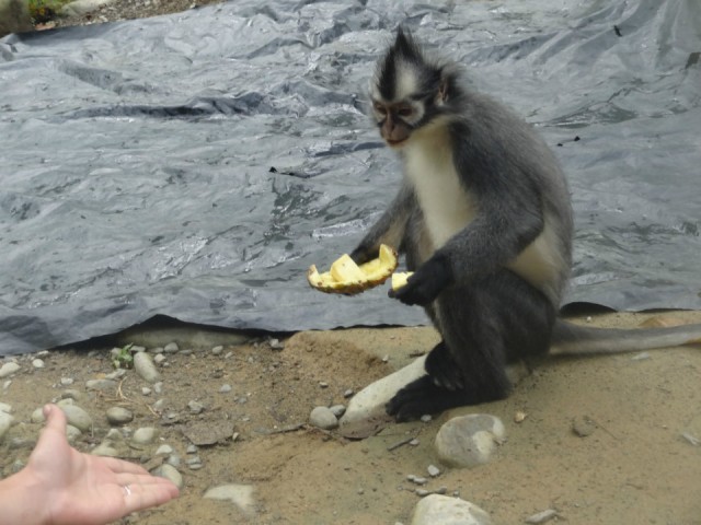Ananas