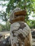 Old 'lion'?