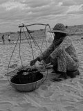 Verse inktvis op 't strand
