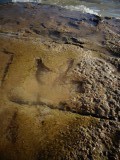 Dino Footprint