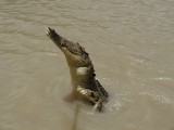 Croc