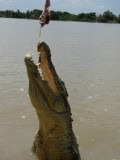 Croc 1