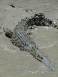 Croc 2