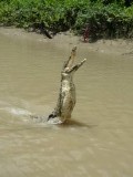 Croc 3