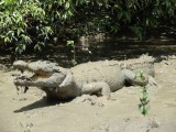 Croc 4