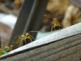 Ants 2