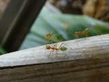 Ants 1