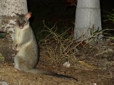 Possum