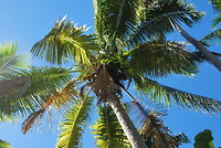 Matamanoa Island