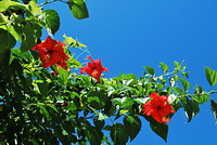 Matamanoa Island