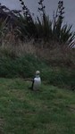 Dunedin
