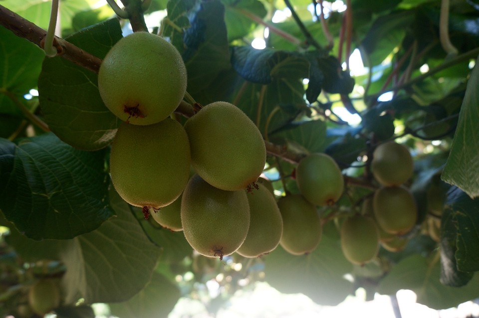 Kiwi's komen dus niet standaard uit een kistje/doos.....