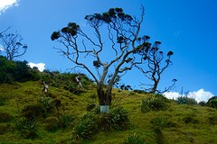 Whangarei Heads