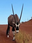 Grazende Oryx