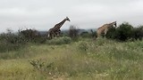 Erindi: Giraffen