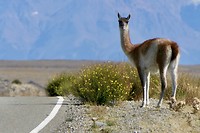 Onderweg naar El Chalten: een van de vele lama’s