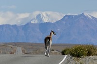 Onderweg naar El Chalten: Lama’s houden zich aan het rechts verkeer