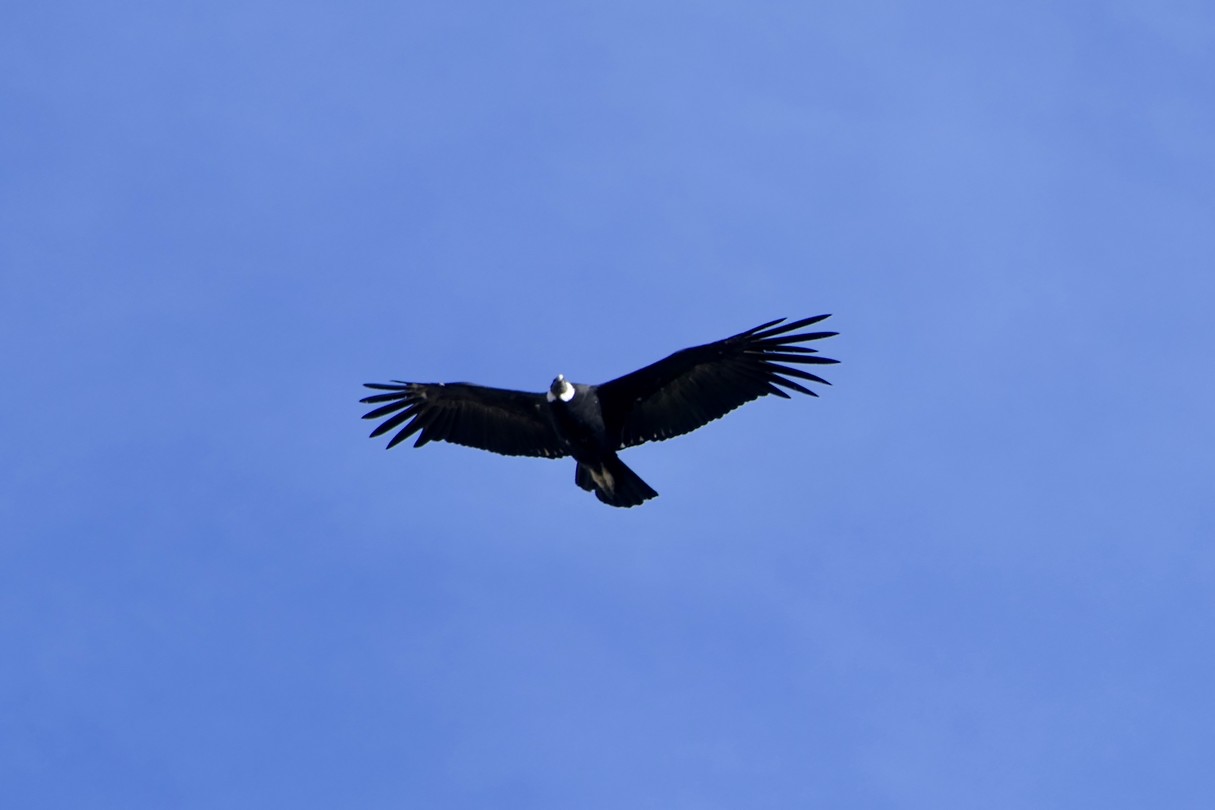 Condor