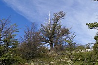 Hike De los Tres