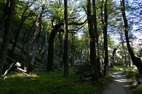 Hike Laguna Torre