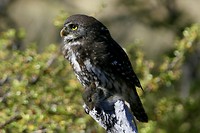 Hike Laguna Torre: Muisje met een vogel op zijn rug
