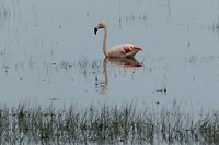 Laguna Nimez: Flamengo