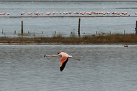 Laguna Nimez: Flamengo