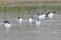 Laguna Nimez: zwarte nek zwaan