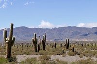 Nationaal Park Los Cardones