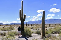 Nationaal Park Los Cardones