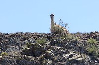 Nationaal Park Los Cardones: Lama houdt toezicht