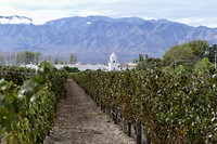 Bodega El Esteco