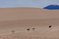Salar de Arizaro: wilde ezels