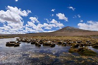 Rio puniga