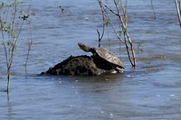 Iguazu watervallen: schildpad